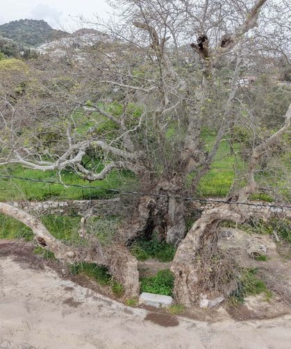 2 bin yıllık olduğu tahmin edilen çınar ağacı bulundu