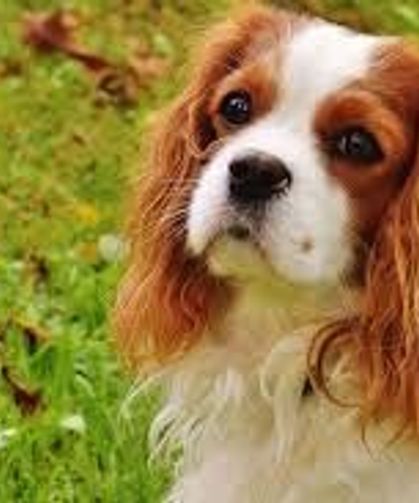 Sokakta evcil hayvan dışkısı bırakanlara ağır fatura