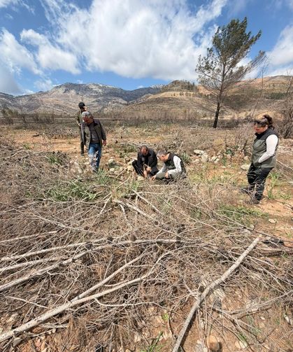 Silifke’de yanan ormanlar yeniden hayat buluyor