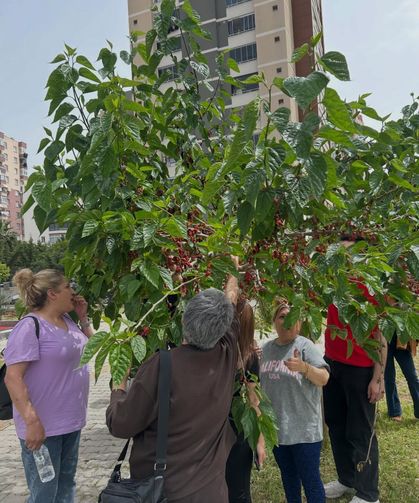 Mezitli Engelli Meclisinde Emekler Meyveye Durdu