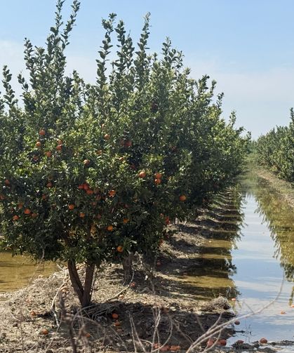 Mersin'de selin ardından bahçelerde sular yeni çekildi