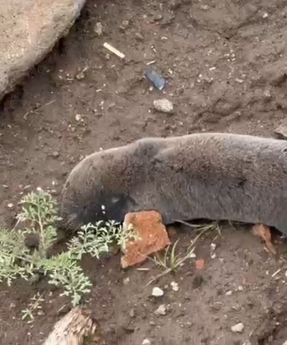 Sağanaklar sonrası kör fareler yer yüzüne çıktı