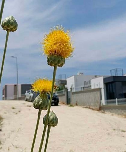 'Tülüşah, yok olma tehlikesiyle karşı karşıya'