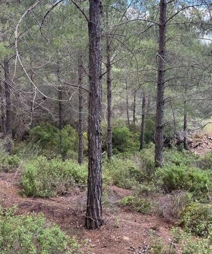Yangın riskine karşı ormanlara giriş yasağı