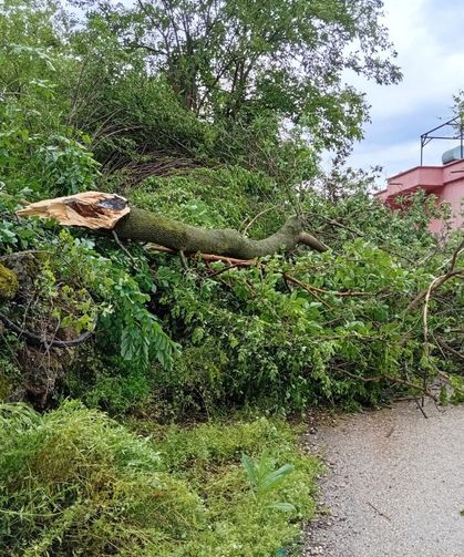 Şiddetli rüzgar ağaçları kökünden söktü