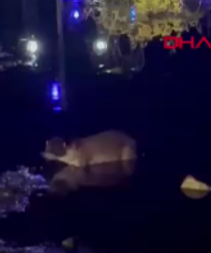 Gölde su samuru görüldü