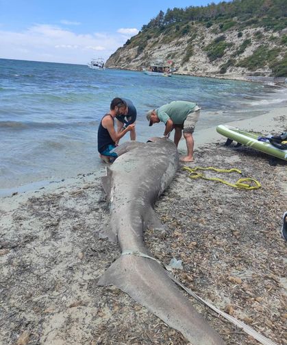 Kuşadası'nda sahile ölü köpek balığı vurdu