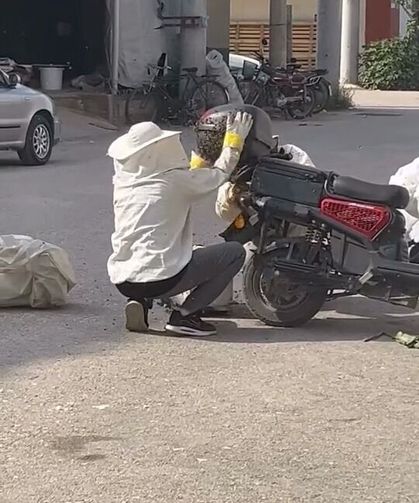 Kraliçe arının peşinden motosiklete oğul aldılar