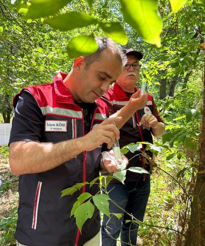 Edirne'de ‘kahverengi kokarca’ya karşı doğaya 728 ‘samuray arıcığı’ salındı