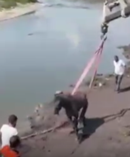Çamura saplanan at ekipler tarafından kurtarıldı