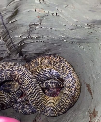 Yılan otomobilin motoruna girdi itfaiye çıkardı