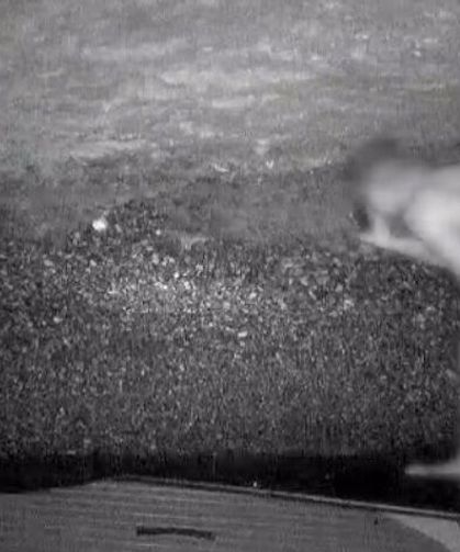 Koruma altındaki fokların yuvasına girdi: Fotokapana yakalandı