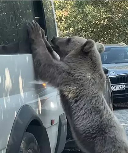 Uzmandan ayı artışına dikkat çeken uyarı
