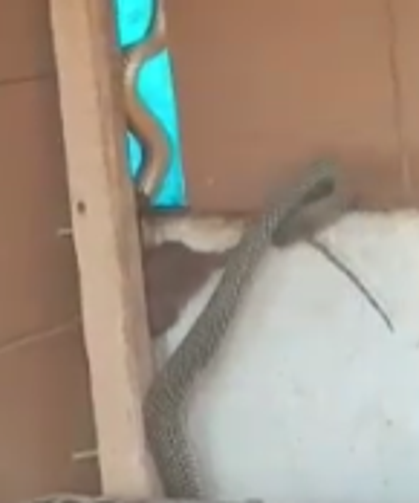 Yılan kümese giren fareyi yakaladı