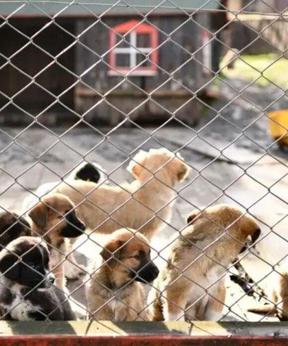Sahipsiz köpeklerin beslenmesi yasağına mahkemeden iptal