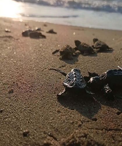 Yuvada sıkışan 22 caretta caretta yavrusu denize bırakıldı