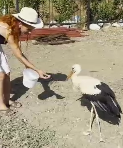 Siteden ayrılmayan leyleği balık ve etle besliyorlar