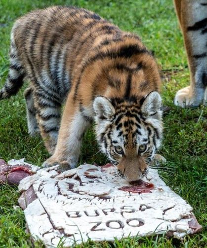 Türkiye’nin biricik Amur Kaplanı Virginia 100 günlük oldu