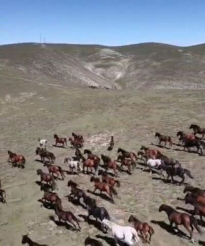 Yılkı atlarının görsel şöleni büyüledi