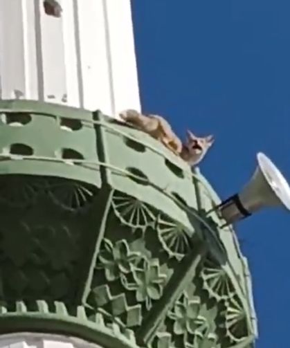 Mersin Mut’ta tilki minareye çıktı