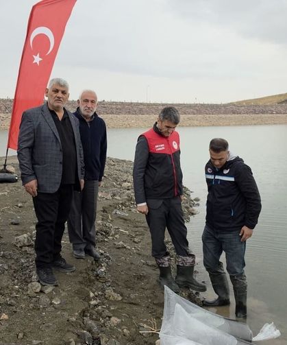 Göletlere 700 bin sazan yavrusu bırakıldı