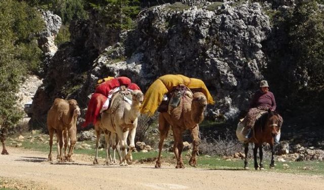 Sarıkeçili Yörükleri yaylalara göç yolculuğuna başladı