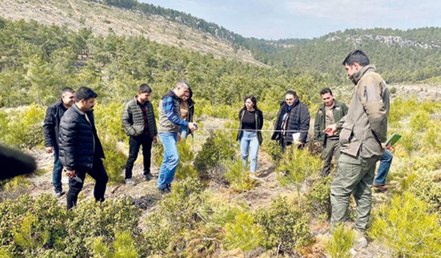 Gülnar'da sıklık bakımı ve seyreltme tatbikatı yapıldı