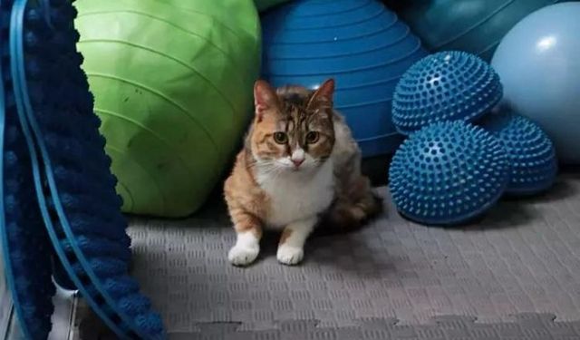 Deprem enkazından kurtarılan kedi Defne, 2 yıl sonra yeni yuvasına kavuştu