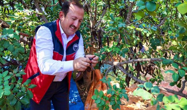 Vali Pehlivan, Aydıncık'ta keçiboynuzu hasadına katıldı