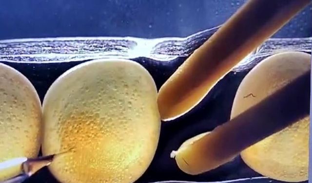 Laboratuvarda 'mutant' Karadeniz alabalığı ürettiler; gıda güvenliği incelenecek