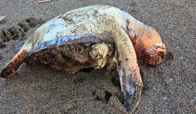 Hatay'da 2 yeşil deniz kaplumbağası, ölü olarak sahile vurdu