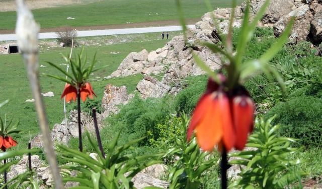 Yüksekova'da ters laleleri jandarma ekipleri koruyor