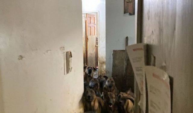 ABD'de tahliye edilen evden 48 köpek çıktı