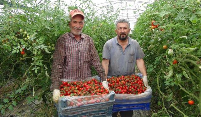 Örtü altı domates hasadında sona yaklaşıldı