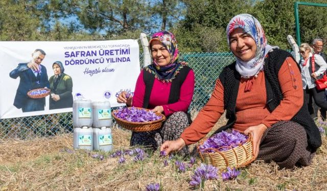 Yenişehir'de safran üretimi 4. yılına girdi