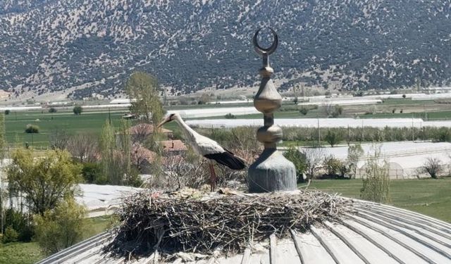 Leylek, her yıl aynı caminin kubbesine yuva yapıyor