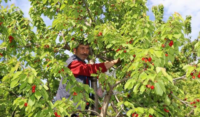 Oltu'da 'misafir kirazı'nda hasat zamanı
