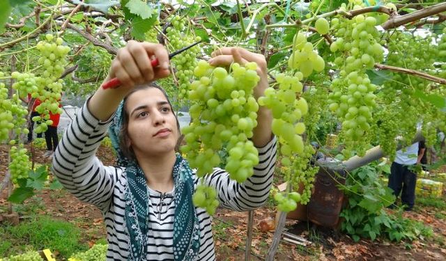 Mersin'de turfanda örtü altında üzüm hasadı başladı