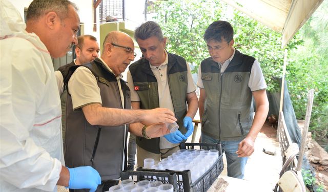 Mersin Ormanlarında Zararlılara Karşı Biyolojik Mücadele Devam Ediyor