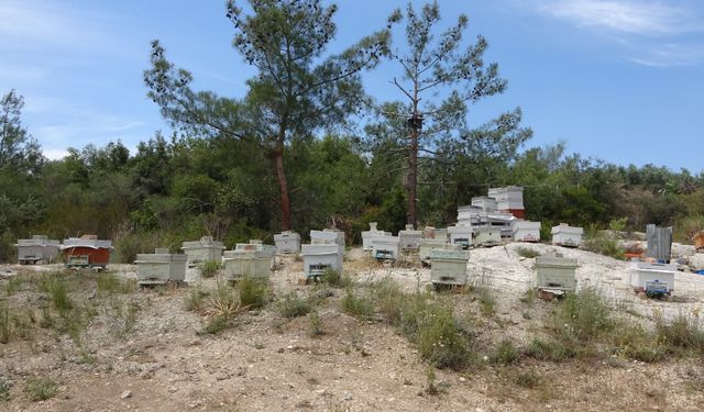 Mersin’de Arılığa İzinsiz Girip, Kovanları Tahrip Ettiler
