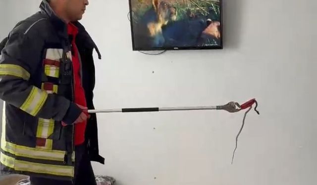 Toroslar’da eve giren yılanı itfaiye ekipleri çıkarttı