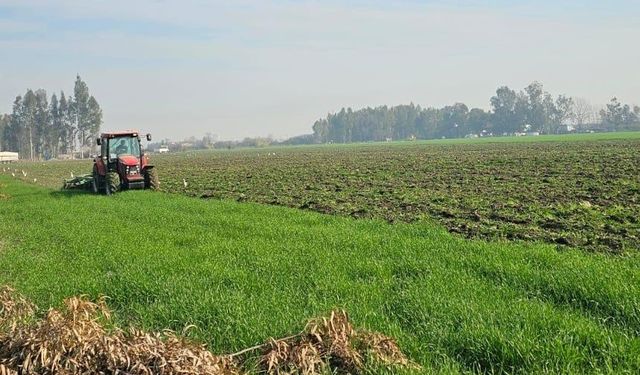 Tarsus'ta 41 Hektarlık Ormana İzinsiz Buğday Ektiler
