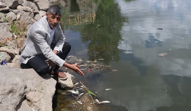 Dicle Nehri'ndeki balıklar tehlikede: “Can Suyu” çağrısı