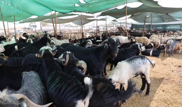 Toroslar’da Bayram İçin Hijyenik Kurban Alanları Hazır
