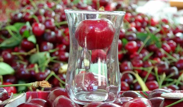 Lapseki’nin Dev Kirazında Hasat Sezonu Açıldı