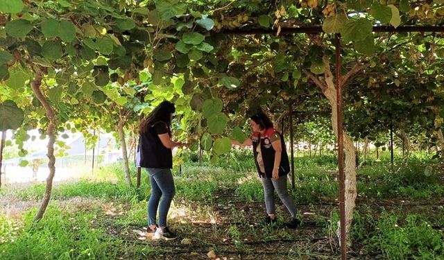 Mersin’de Kivide Organik Dönüşüm: Başvurular 27 Haziran’a Kadar