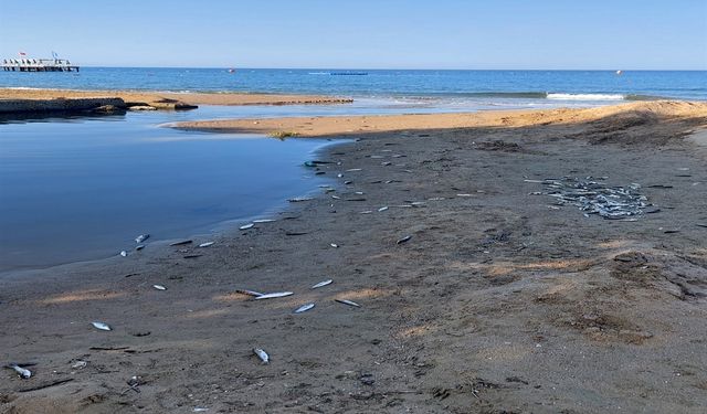 Antalya'da Denize Dökülen Kanalda Balık Ölümlerine İnceleme
