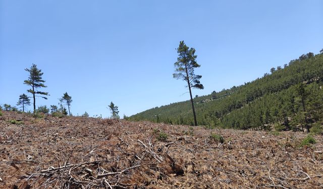 Çamlıyayla ve Silifke’de Kızılçam Ormanları Kendini Yeniliyor