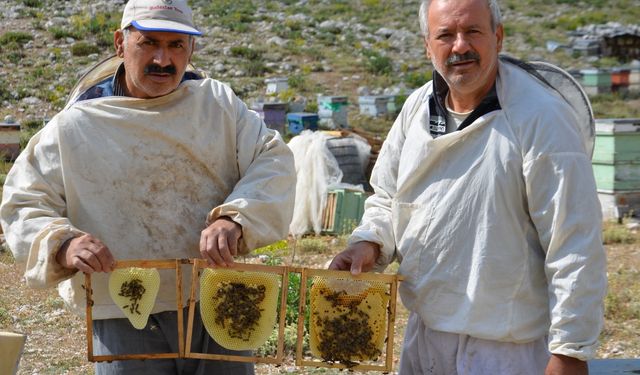 Antalya’da Arıcılar Yayla Yolunda: Kara Kovanlar Doğayla Buluşuyor