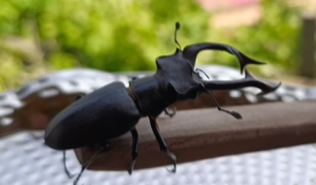 Adana’da koruma altındaki geyik böceği görüntülendi